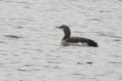 Plongeon arctique