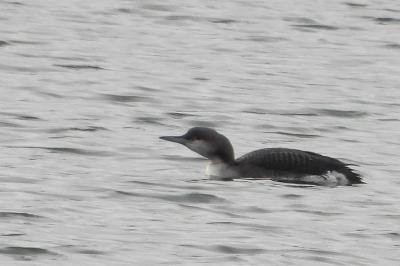 Plongeon arctique