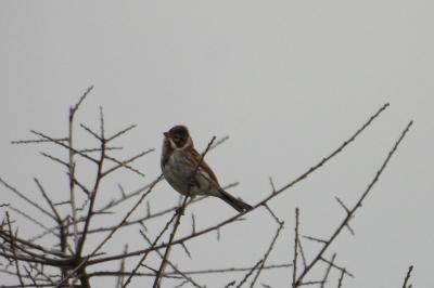 Bruant des roseaux