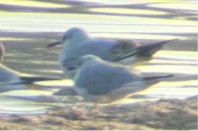 Mouette de Bonaparte