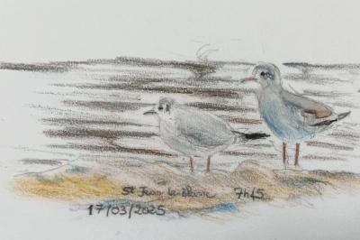 Mouette de Bonaparte