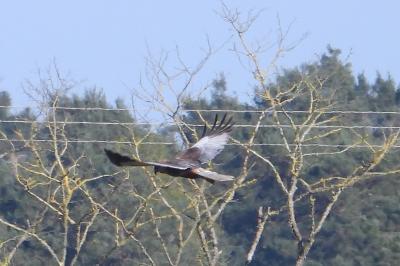 Circus aeruginosus