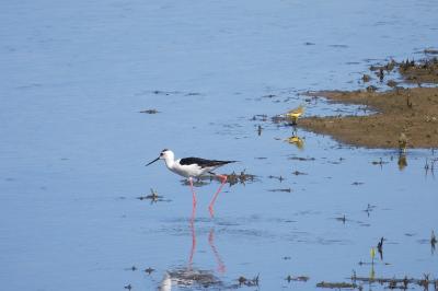 Echasse blanche