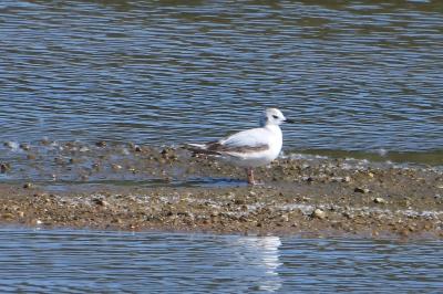 Mouette pygmée