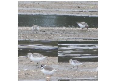 Bécasseau sanderling