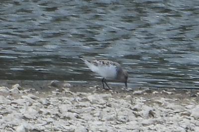 Bécasseau sanderling