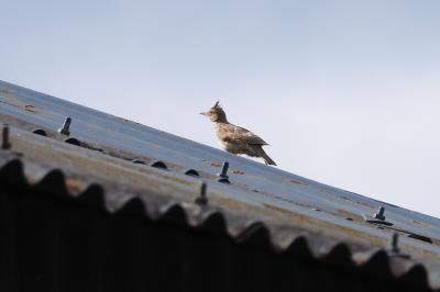 Cochevis huppé