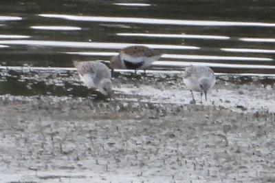 Bécasseau variable