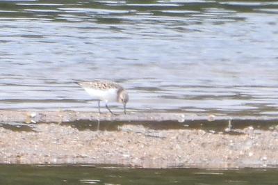 Calidris alba