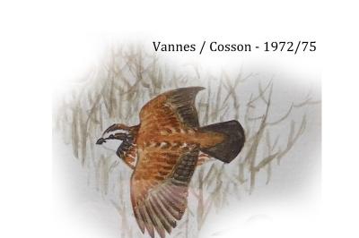 Colinus virginianus