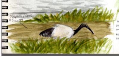 Ibis sacré
