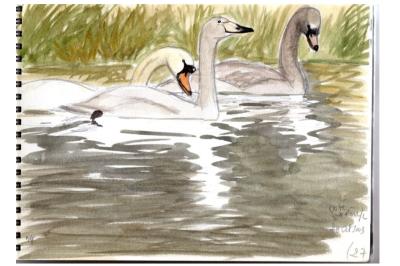 Cygne chanteur