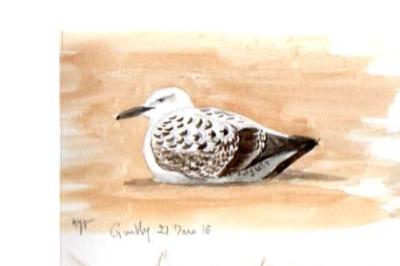 Larus cachinnans