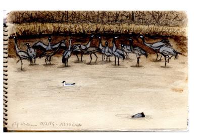 Grus grus