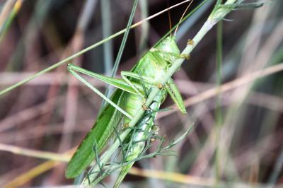 Grande Sauterelle verte