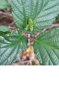 Leptophye ponctuée