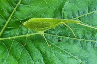 Tettigoniidae
