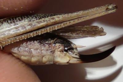 Decticelle chagrinée