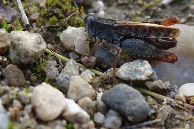 Calliptamus barbarus