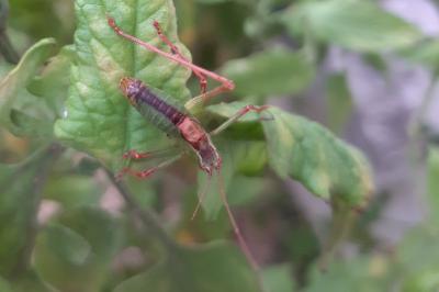 Leptophye ponctuée
