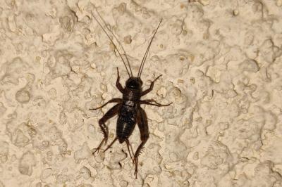 Trigonidiidae
