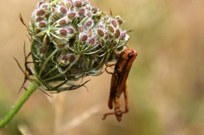 <i>Euchorthippus</i>
