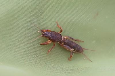 Gryllotalpidae