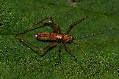 Leptophye ponctuée