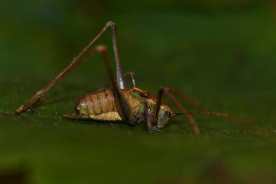 Leptophye ponctuée