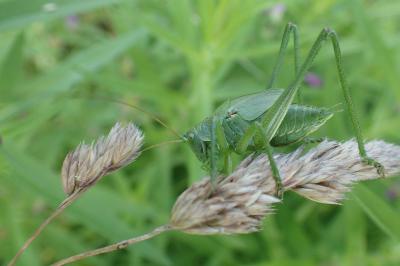 Grande Sauterelle verte