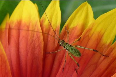 <i>Phaneroptera</i>