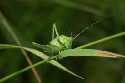 Grande Sauterelle verte