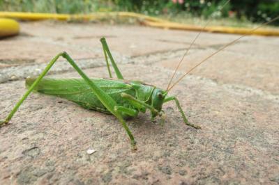Grande Sauterelle verte