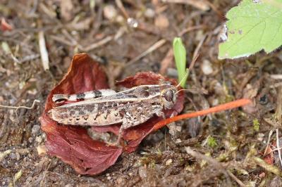 Caloptène italien