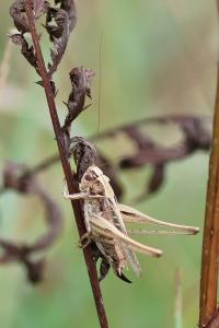 Decticelle carroyée