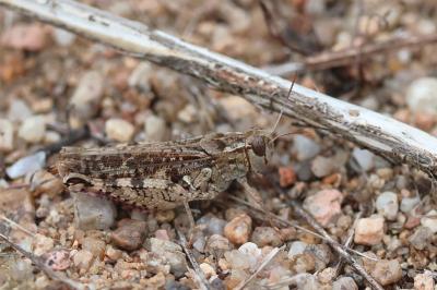 Caloptène italien