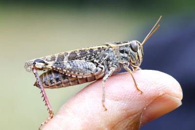 Caloptène italien