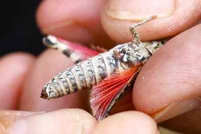 Caloptène italien
