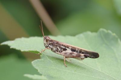 Oedipode émeraudine