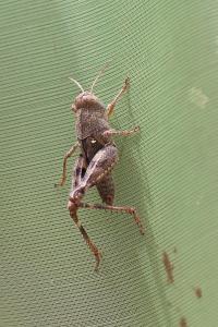 Caloptène italien