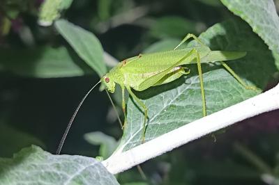 Phanéroptère commun