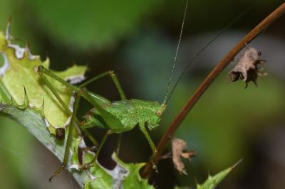 Leptophye ponctuée
