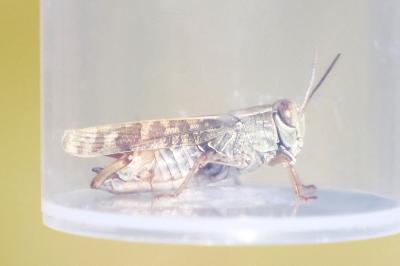Caloptène italien