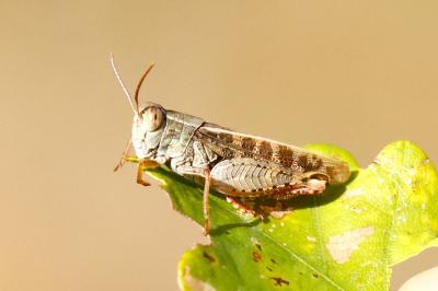 Caloptène italien