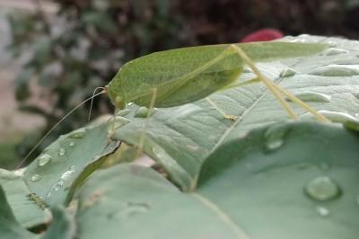 <i>Phaneroptera</i>