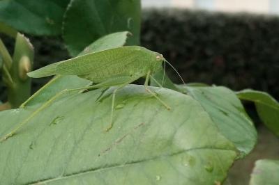 <i>Phaneroptera</i>