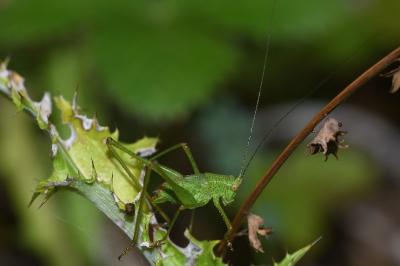 Leptophye ponctuée