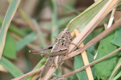 <i>Platycleis</i>