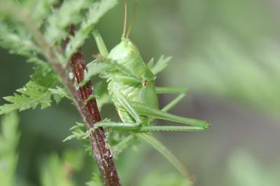 Grande Sauterelle verte