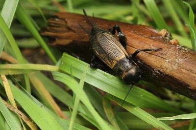 Gryllidae